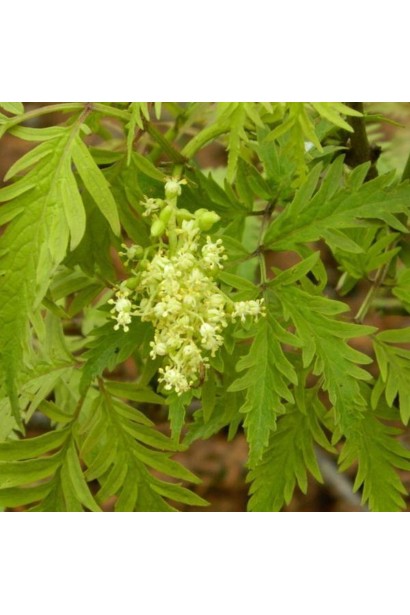 Бузина Plumosa Aurea дрібні білі квіточки